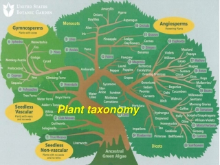 Plant taxonomy