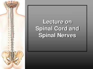 Lecture on  Spinal Cord and Spinal Nerves