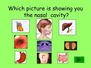 Which picture is showing you  the nasal  cavity?