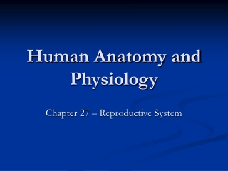 Human Anatomy and Physiology