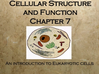 Cellular Structure and Function Chapter 7