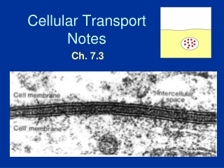 Cellular Transport Notes