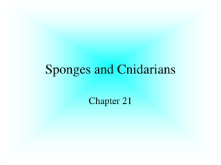 Sponges and Cnidarians