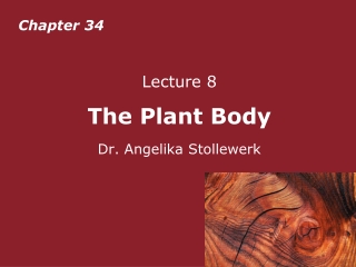 Lecture 8  The Plant Body Dr. Angelika Stollewerk
