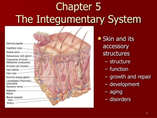 Chapter 5 The Integumentary System