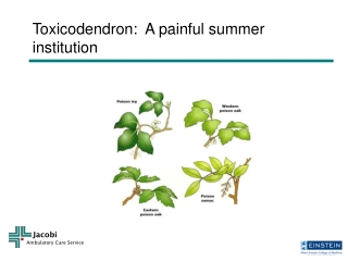 Toxicodendron:  A painful summer institution