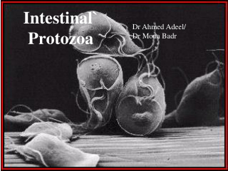 Intestinal`  Protozoa