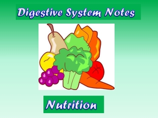 Digestive System Notes