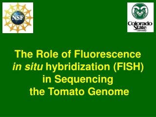 The Role of Fluorescence  in situ  hybridization (FISH)  in Sequencing  the Tomato Genome