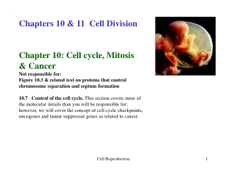 Chapters 10 &amp; 11  Cell Division Chapter 10: Cell cycle, Mitosis  &amp; Cancer Not responsible for: