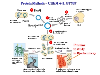 Protein Methods – CHEM 641, 9/17/07