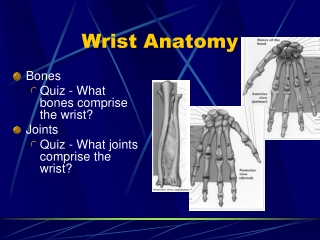 Wrist Anatomy