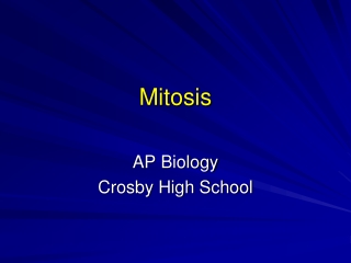 Mitosis