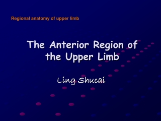 The Anterior Region of the Upper Limb