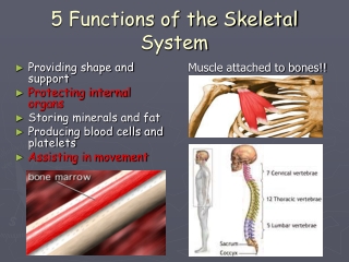 5 Functions of the Skeletal System