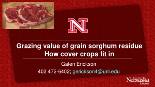 Grazing value of grain sorghum residue How cover crops fit in