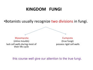 KINGDOM   FUNGI