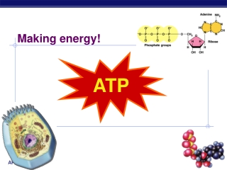 ATP