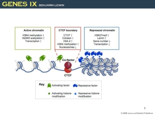 Activating Transcription