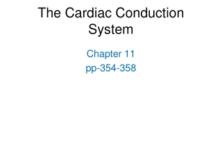 The Cardiac Conduction System