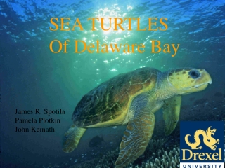 SEA TURTLES Of Delaware Bay