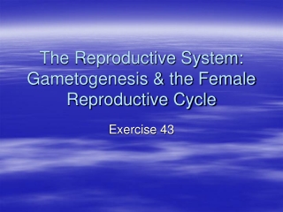 The Reproductive System: Gametogenesis &amp; the Female Reproductive Cycle
