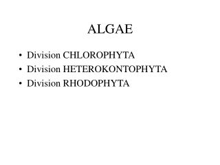 ALGAE