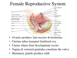 Female Reproductive System