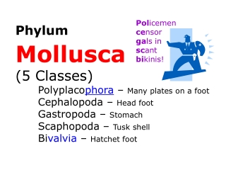 Phylum Mollusca (5 Classes)  Polyplaco phora  –  Many plates on a foot Cephalopoda –  Head foot