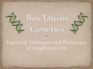 Bos  Taurus Genetics