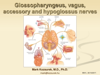 Glossopharyngeus ,  vagus ,  accessory  and  hypoglossus nerves