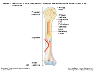 Proximal epiphysis