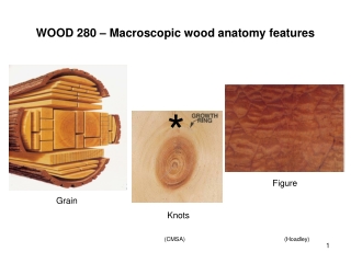 WOOD 280 – Macroscopic wood anatomy features