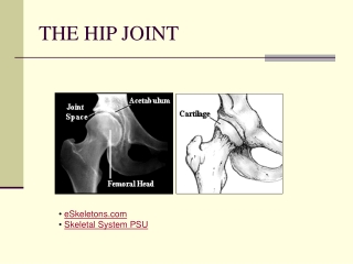 THE HIP JOINT