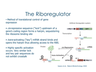 The Riboregulator