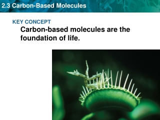 KEY CONCEPT Carbon-based molecules are the foundation of life.