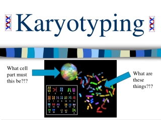 Karyotyping