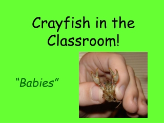 Crayfish in the Classroom!