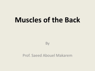 Muscles of the Back