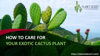 How To Care For Your Exotic Cactus Plant