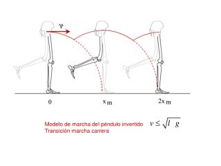 Modelo de marcha del péndulo invertido Transición marcha carrera