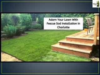 Adorn Your Lawn With Fescue Sod Installation In Charlotte