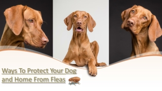 Ways To Protect Your Dog and Home From Fleas