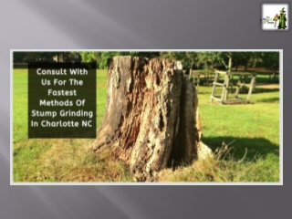 Consult With Us For The Fastest Methods Of Stump Grinding In Charlotte NC