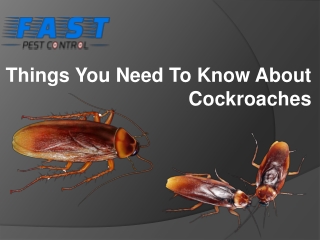 Things You Need To Know About Cockroaches