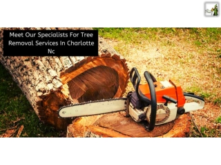Meet Our Specialists For Tree Removal Services In Charlotte Nc