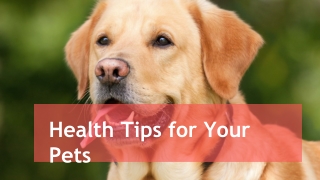 Health Tips for Your Pets