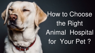 How to Choose  the Right Animal  Hospital for  Your Pet