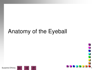 Anatomy of the Eyeball