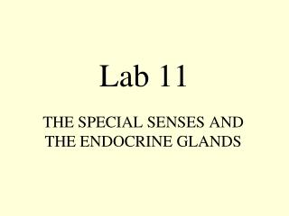 Lab 11